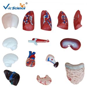 Eco - Friendly 26cm Human Body Torso Model 15 Parts Toy Model