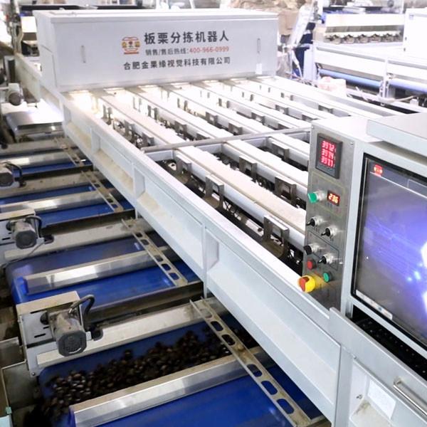 Quality Inshell Chestnut Sorting Machine With 8 Different Qualities Discharge Ports for sale