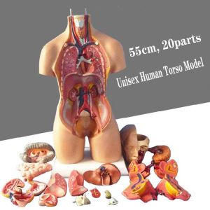Anatomy Medical Torso Model 55cm Unisex Human Torso Model With 20 Parts For