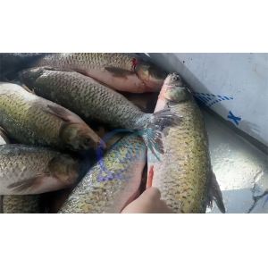 Stable Industrial Fish Scale Removing Machine , Wear Resistant Fish Descaling