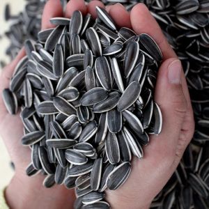 Wholesale Upgrade Your B2B Game with Sunflower Seeds 3668 from china suppliers