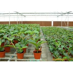 Source Factory Poultry Cooling Cell Pad Poultry Farm Cooling Pad for Cooling