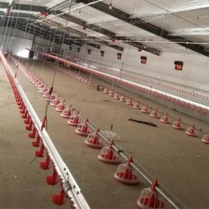 22ton 220V Auger Automatic Pan Feeding System Shed