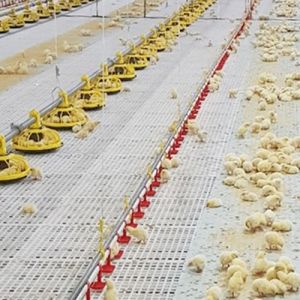 1.5kW 200L Poultry Automatic Pan Feeding System