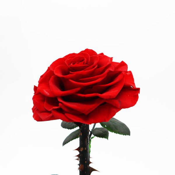 Long Lasting red Preserved Rose Glass Dome in Valentine's Day