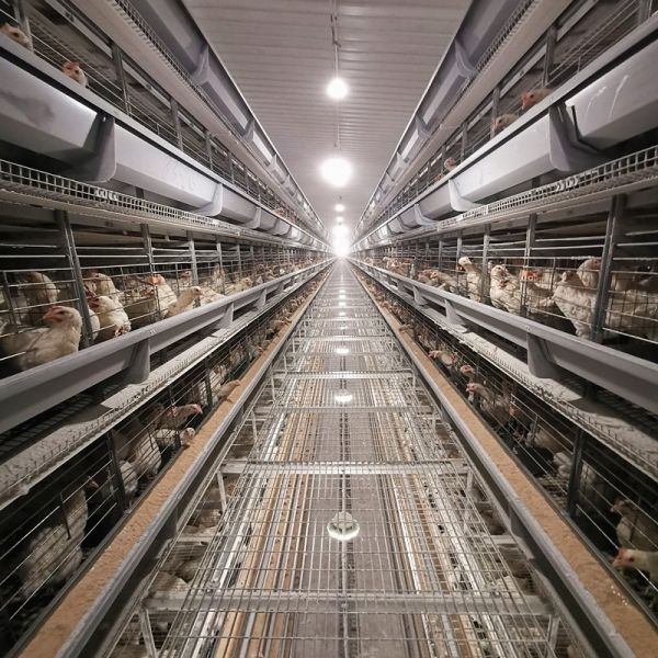 H Type Automatic Poultry Battery Cages Egg Layer Chicken Farm Laying Hens 5