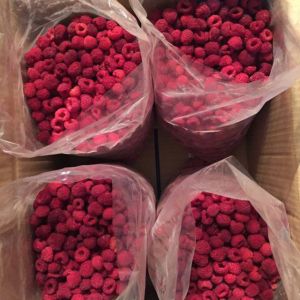 2020 Hot Sell IQF Raspberry Whole 95/5