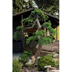 Dorm Room Decorative Artificial Potted Pine Tree 280cm Height