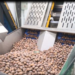 Wholesale Mechanical Pecans Silver Sorting And Shelling Machine Computer Control 380V from china suppliers