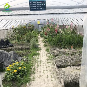 China Factory Price Custom Plastic Film Tunnel Tomato Grow Tent Greenhouse For Agriculture on sale