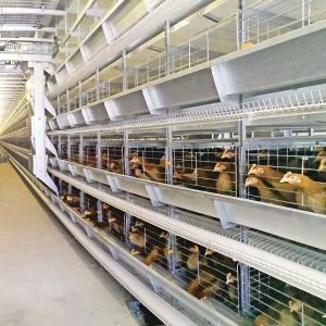 Q235A Battery Layer Chicken Cages Poultry Farm 6tiers