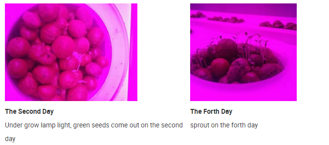 Relight Plant LED Flowering Grow Lights Full Spectrum For Indoor