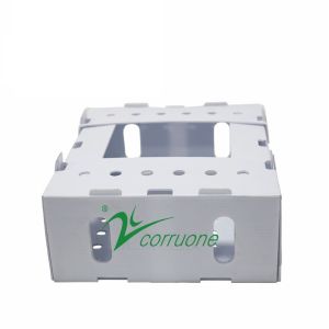Corruone PP polypropylene correx foldable box Fresh vegetable and fruits pp