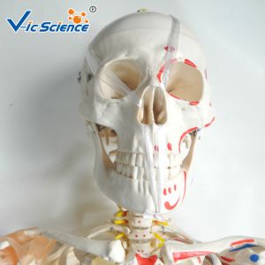 180cm Tall Life Size Anatomical Skeleton For Medical Students With Muscles And