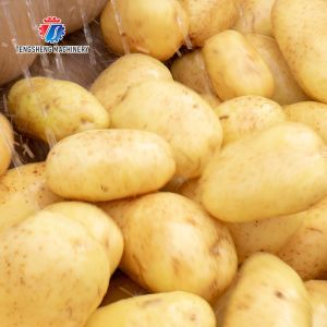 Root Veg 1.5KW Commercial Potato Washer , Kiwifruit Lotus Root Potato Peeler