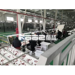 Conveyor dryers & Roasters & Coolers for food processing and drying with food