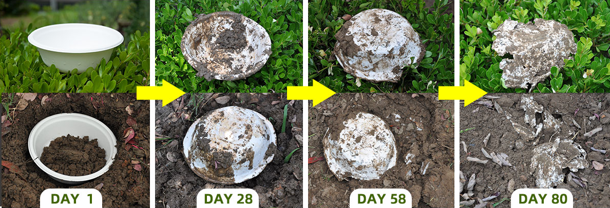 Biodegradable Food Container eco-friendly clamshell box