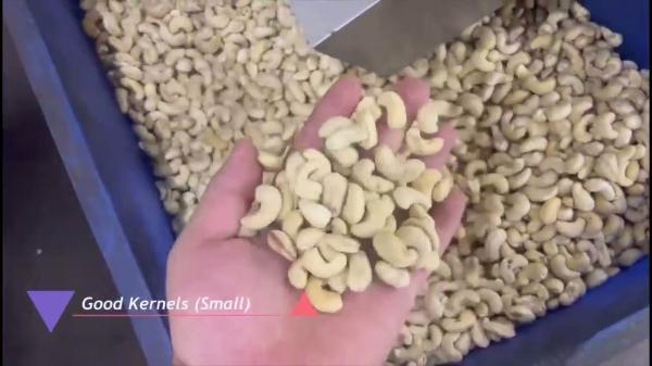 Quality Advanced Cashew Sorting Equipment For Vietnamese Processors With Local Support And AI-Driven Nut Sorting for sale