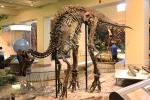 Artificial Simulation Complete Dinosaur Fossil Model Customization Support