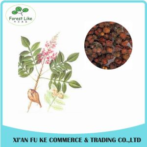 Gallnut Extract Gallic Acid Powder 99%