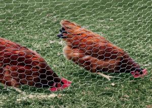 Wholesale 0.5-2m Chicken Wire Mesh Netting , Hexagonal Poultry Wire Mesh from china suppliers