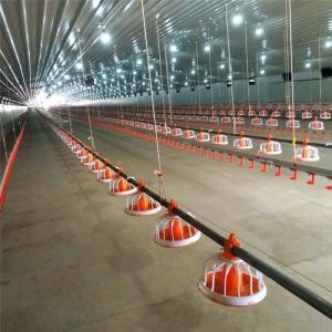 Floor Ground Chicken Water Feeding System Broiler Automatic Feeder