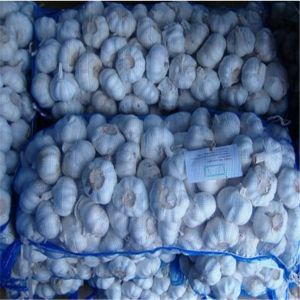 China GARLIC WITH 10KG MESHBAG PACKAGE on sale
