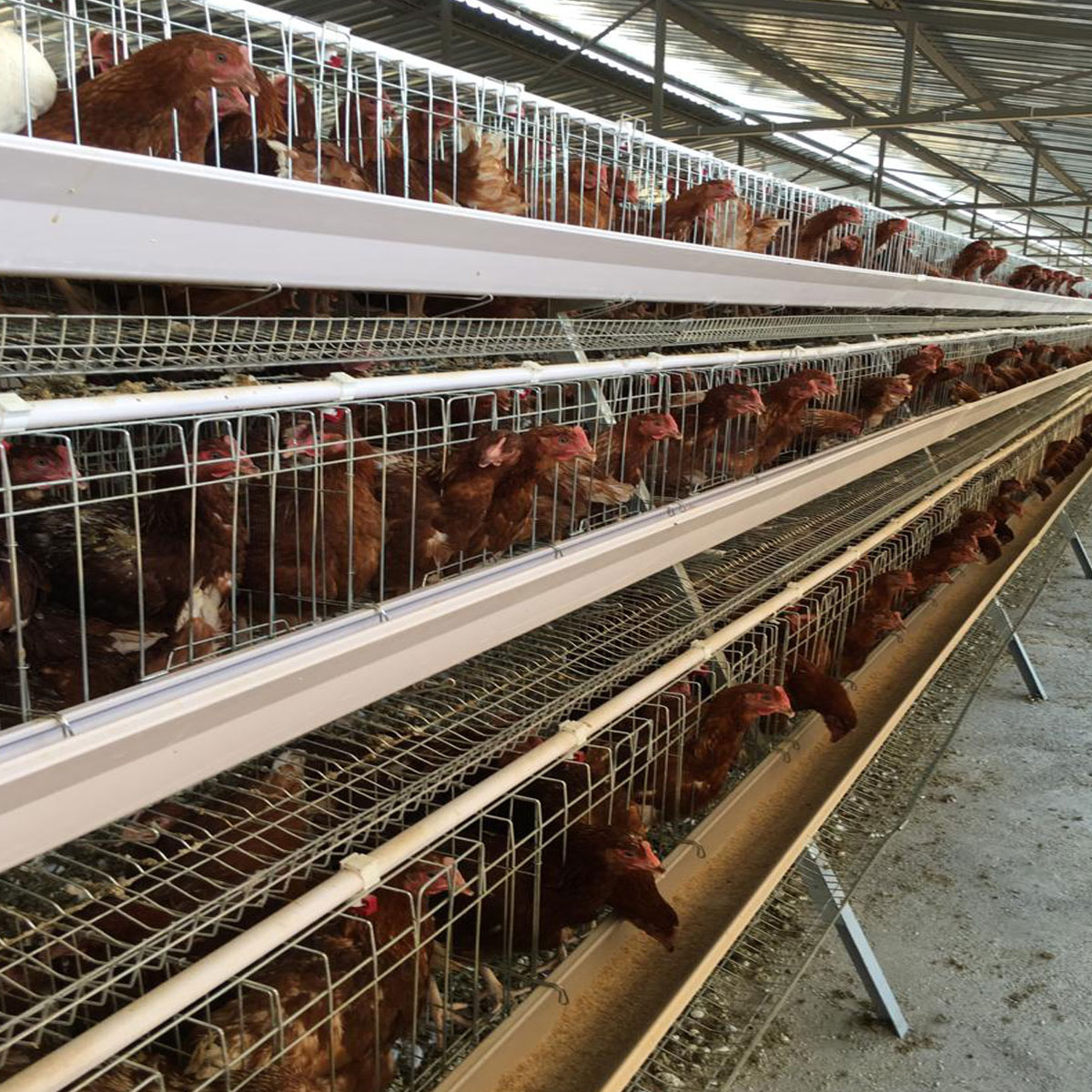 120 Chicken Capacity Battery Cage System In Poultry farm