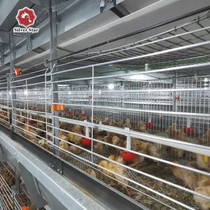 Hot Dip Galvanized Wire H Type Battery Cages for Broiler Chicken With Auto
