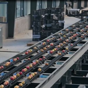 Intelligent Mechanical Apple Black Sorting And Grading Machine 6 Lanes