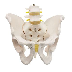 Medical Teaching Pvc Pelvis Anatomy Model With 2pcs Lumbar Vertebrae