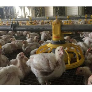 Automatic Complete Broiler Pan Feeding System