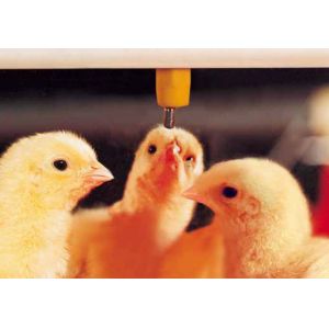 Plasson Broiler Waterer Poultry Drinking Line White Red Yellow