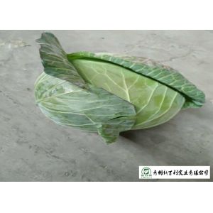 Natural Bright Green Flat Dutch Cabbage , Ball Cabbage Maintaining Enhancing