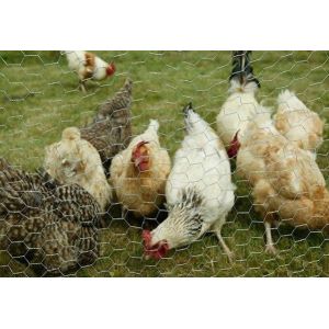 Wholesale Chicken Mesh Hexagonal Wire Nettng from china suppliers
