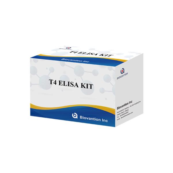 Quality Thyroxine T4 Elisa Detection Kit High Accurate detection Hospital and laboratory use for sale