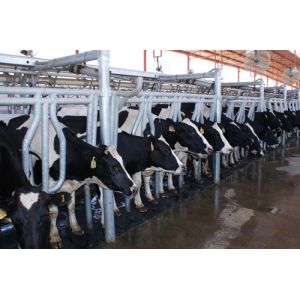 Customized Size Cattle Rubber Flooring Sheets , Black Livestock Stall Mats