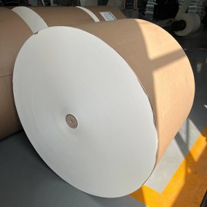 Biodegradable PLA Coated Paper Roll 150 - 350 Gsm For Food Packaging Solutions