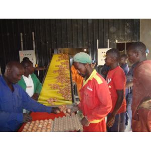 1950×2300×2000 Battery Egg Layer Cage Farming Equipment And Egg Collection