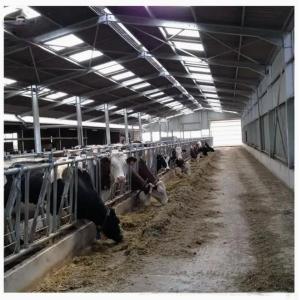 Prefabricated Light Steel Structure Dairy Cow Cattle Farm Shed Cow Shed