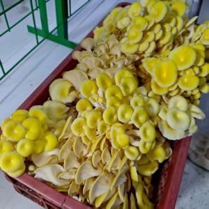 Wholesale Versatile Mushroom Cultivation For Efficiently Handling Large Quantities from china suppliers