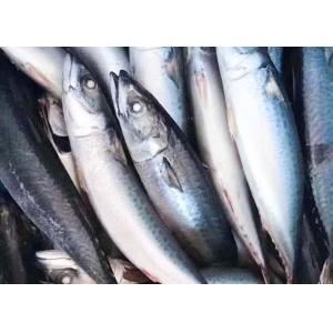 Trachurus Trachurus Swimming Crab Forzen Mackerel Fish Fresh Frozen Seafood