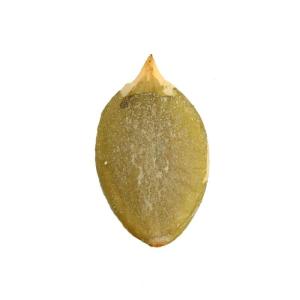 Wholesale China best quality pumpkin seeds kernels with cheap price Hot selling