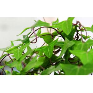 Ivy Leaf Extract 5%~20% Hederacoside C (Hvedera helix L.) with rich experience