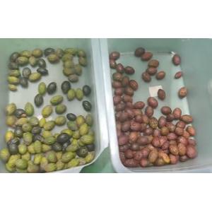 WENYAO Peanut Macadamia Pistachio Grading Machine Functional Color Sorter for