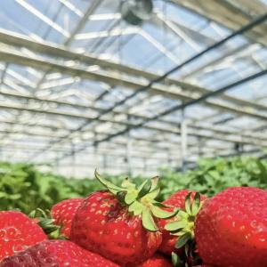 China Get a Type Roof Hollow Glass Greenhouse for Flower Cultivation Return refunds Offered on sale