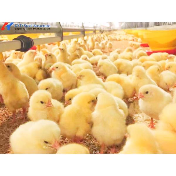Quality Customized Broiler Chicken Feeding Equipment With Automatic Drinking / Feeding System for sale