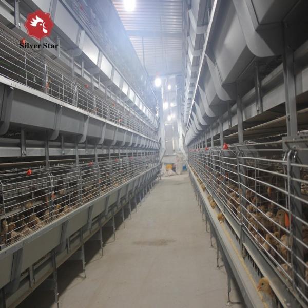 Quality Hot Dip Galvanized Wire H Type Battery Cages for Broiler Chicken With Auto Feeding System for sale