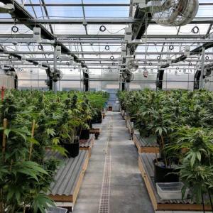 Experience Optimal Growth with 5M Greenhouse Light Deprivation and Automated