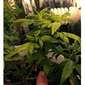 Full Cycle 2.7umol/J 380nm 400 Watt Grow Light